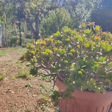 Casa Bartola アパート Stella